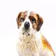 Saint Bernard dog figurine in ceramic