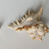 Shell Murex ramosus