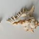 Shell Murex ramosus