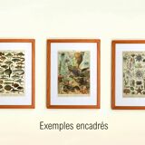 Old engraving from 1897 - Fish (1) by Millot - plate of seas and oceans