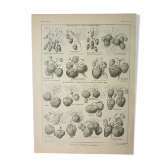 Gravure ancienne 1922, Fraises, fraisiers, agriculture, fruit