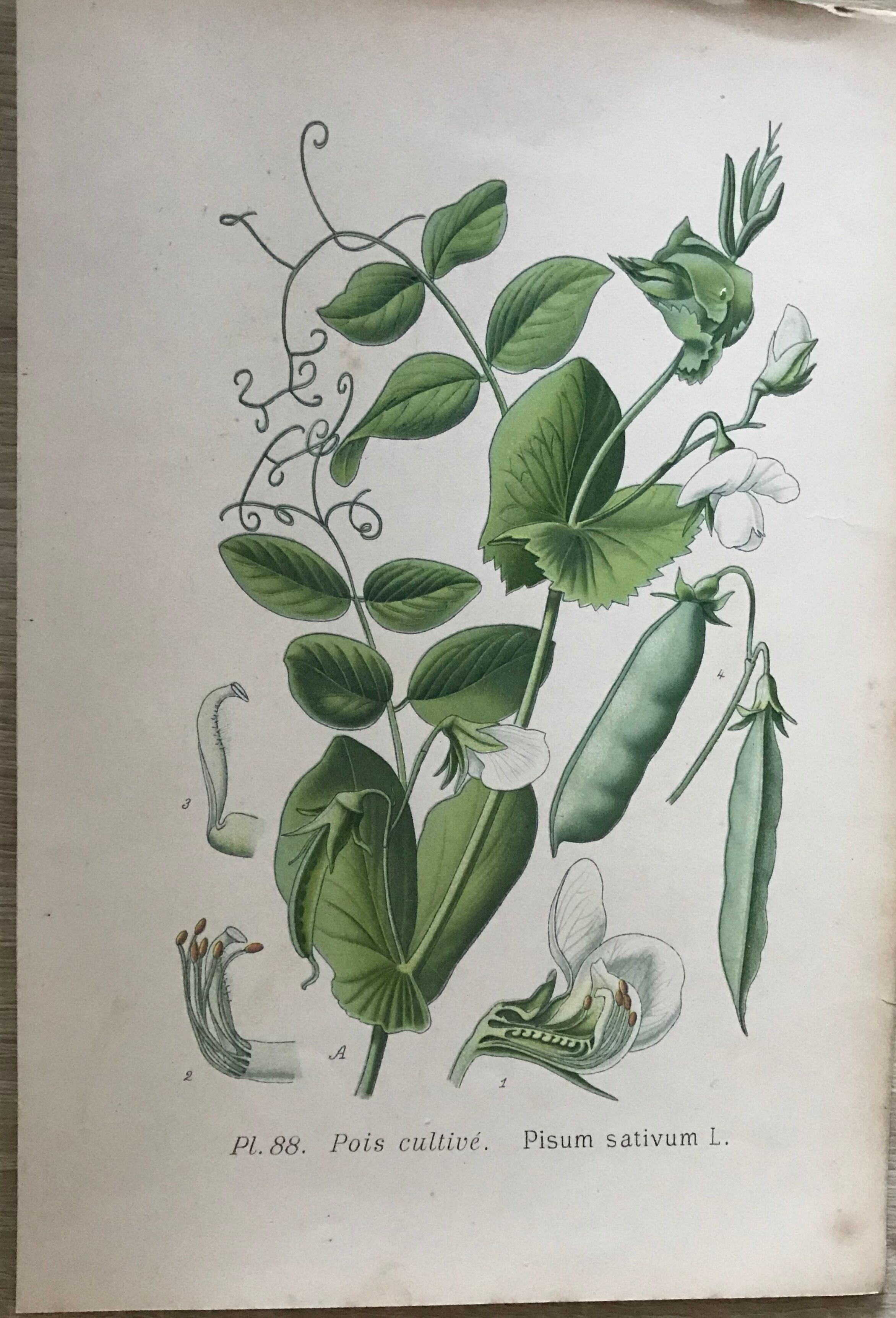 Ancient botanical boards