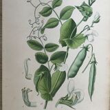 Ancient botanical boards