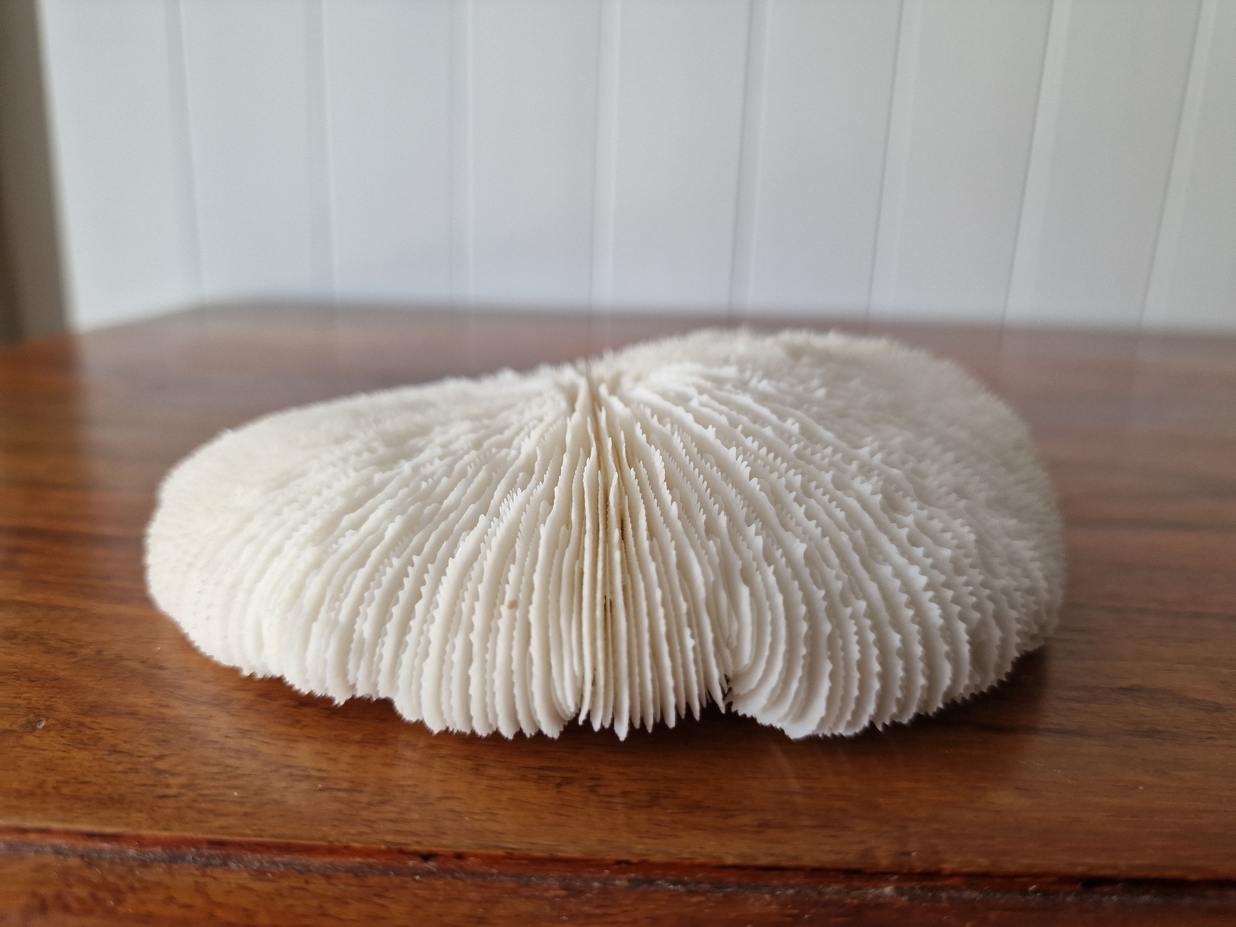 Coral Fungia from the 1970s.