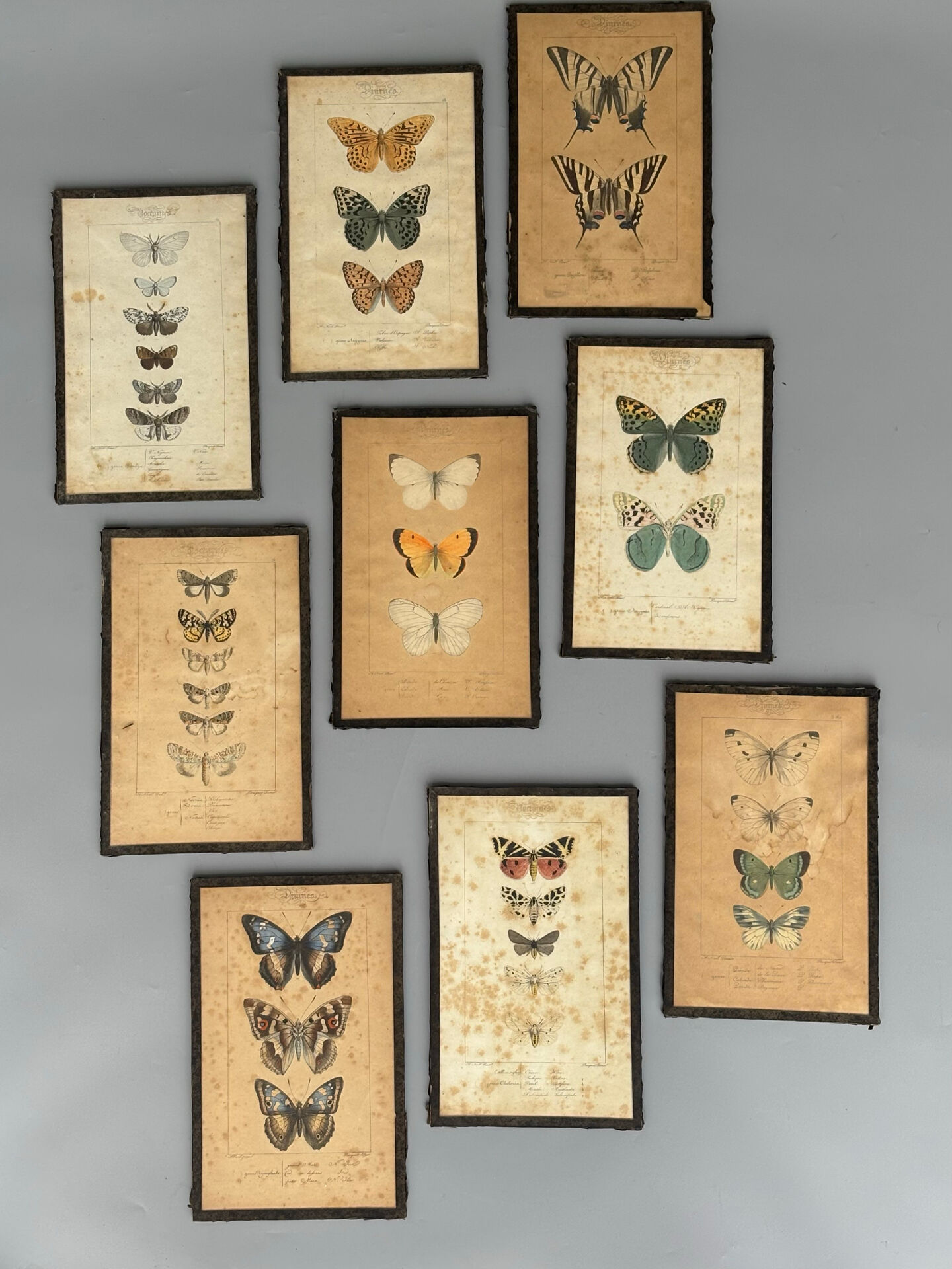 Ensemble de neuf anciens cadres de planches décoratives de papillons