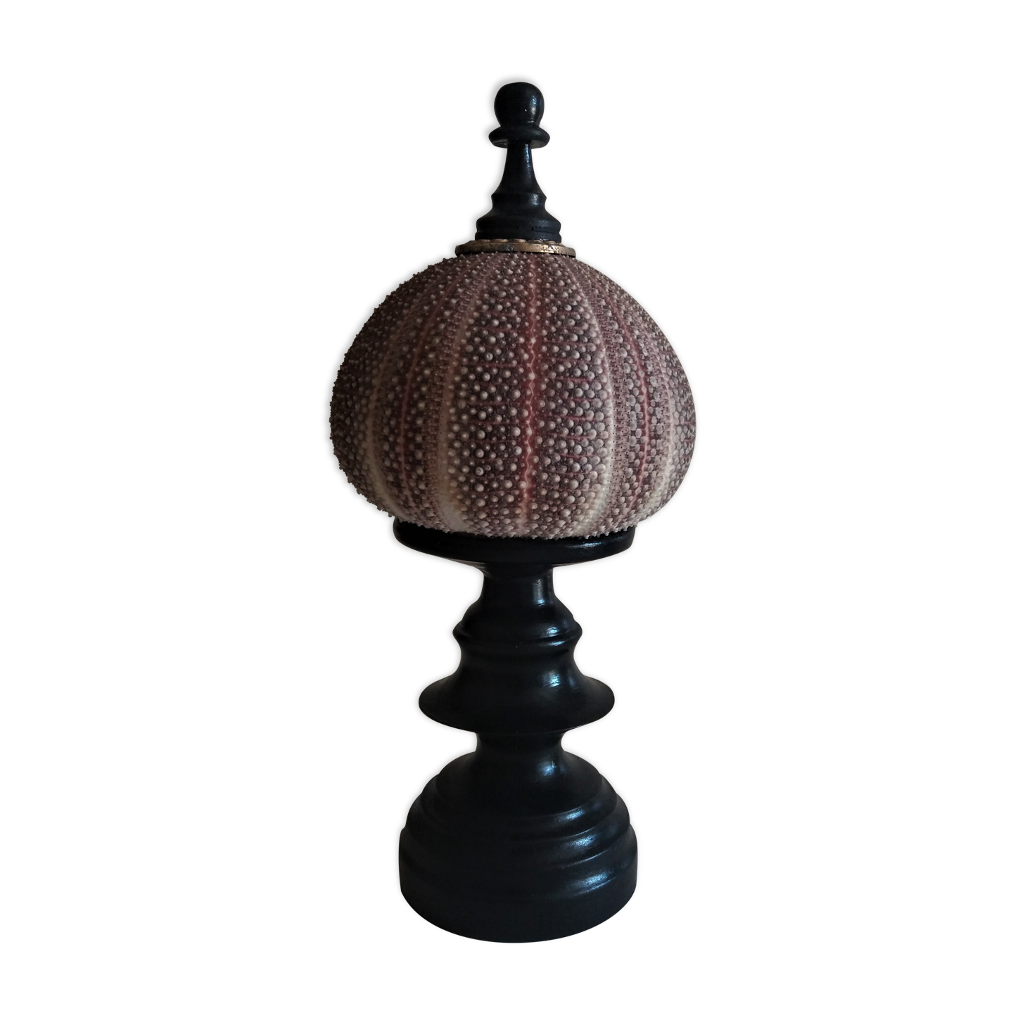 Sea urchin skeleton gracilechinus acutus