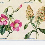 Poster about God's carnations, worries, and maurandies