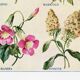 Poster about God's carnations, worries, and maurandies