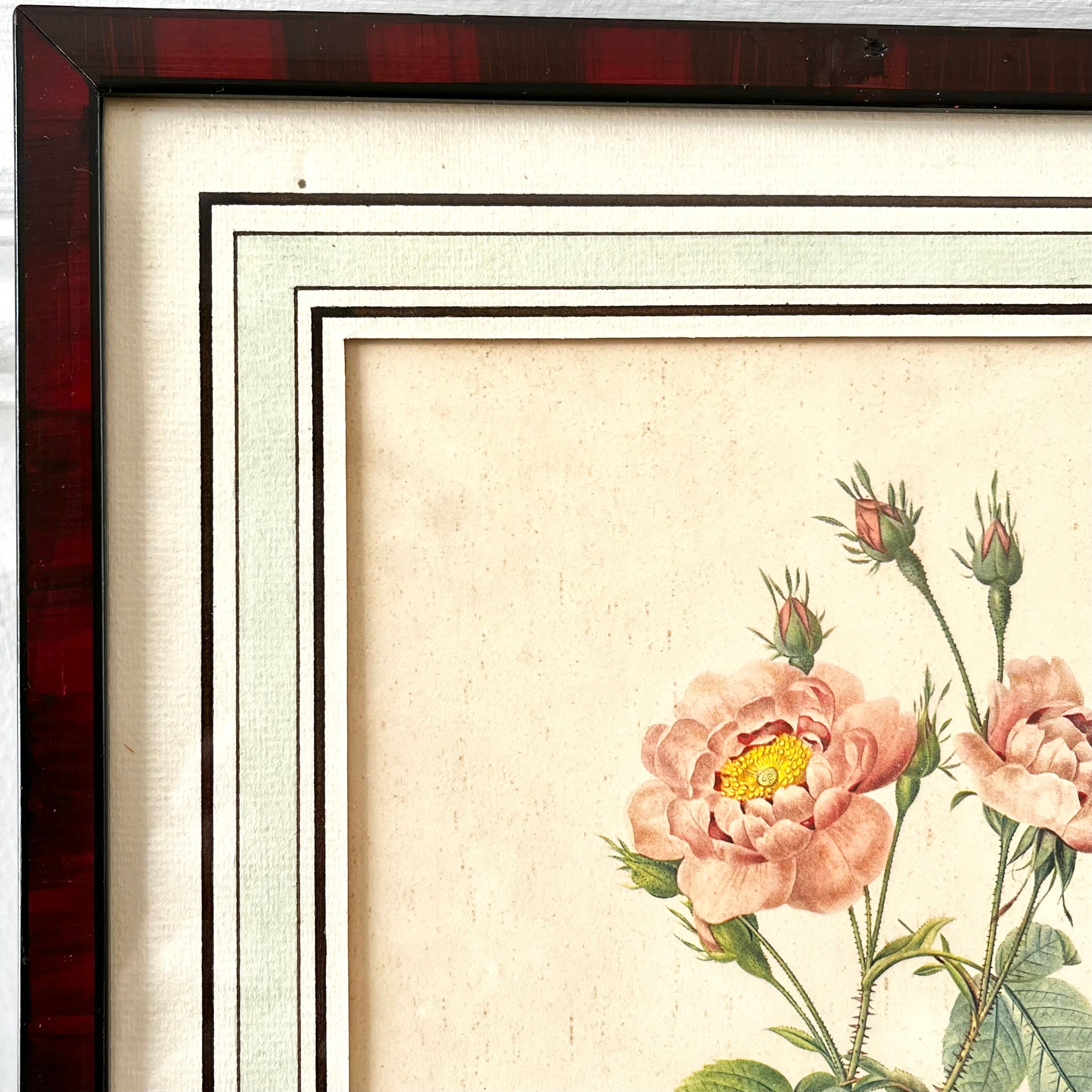 Botanical plate P-J feared Rosa centifolia Anemonoides