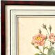 Botanical plate P-J feared Rosa centifolia Anemonoides