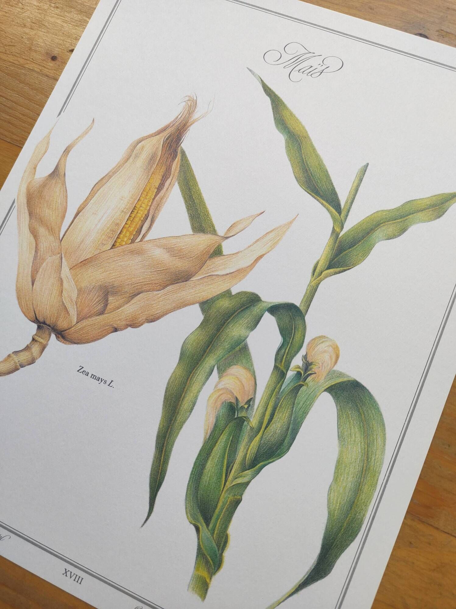 Botanical engraving -Corn- Poster of medicinal plants and herbs by Michaut