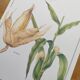 Botanical engraving -Corn- Poster of medicinal plants and herbs by Michaut