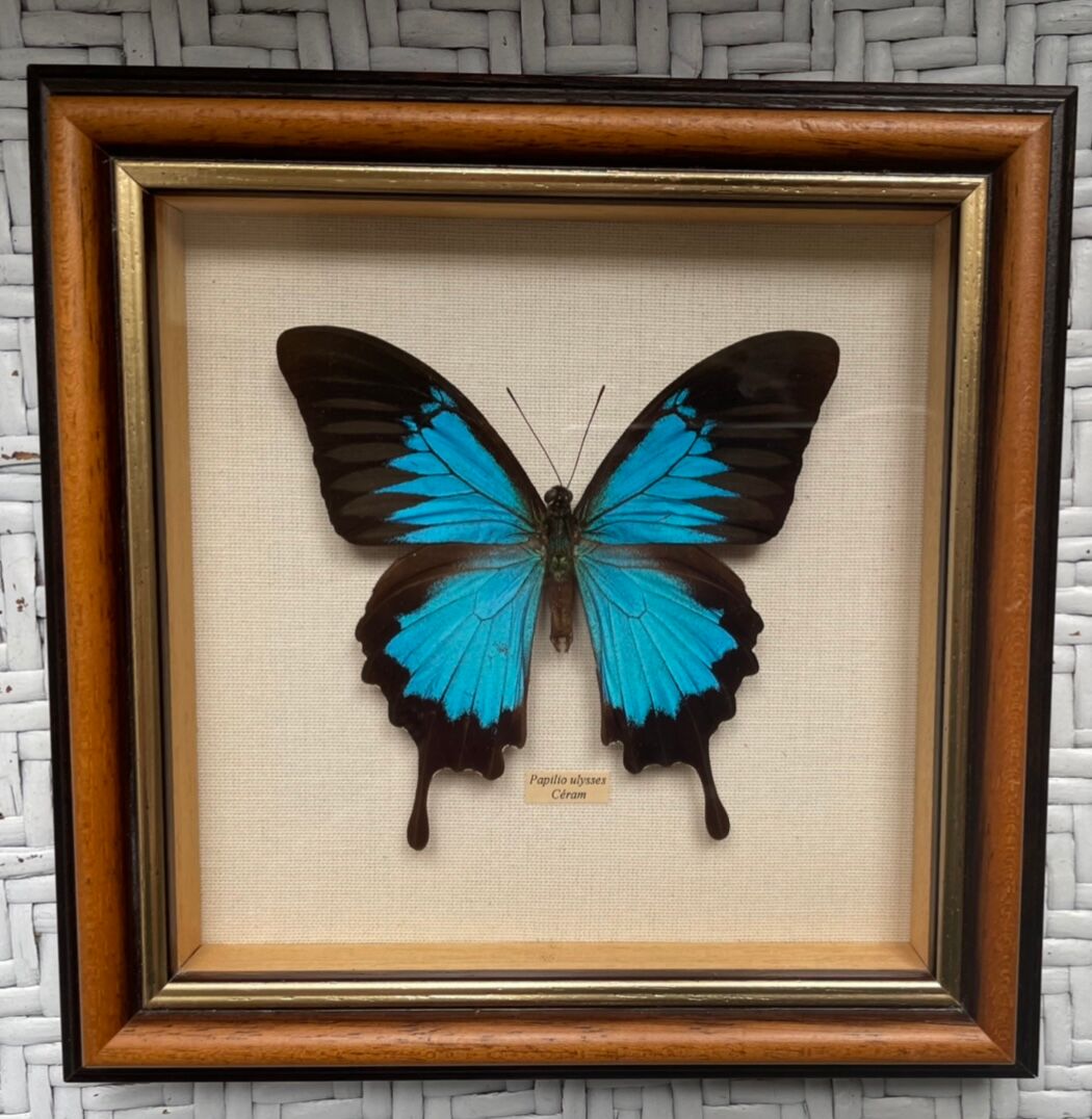 Naturalized butterfly frame