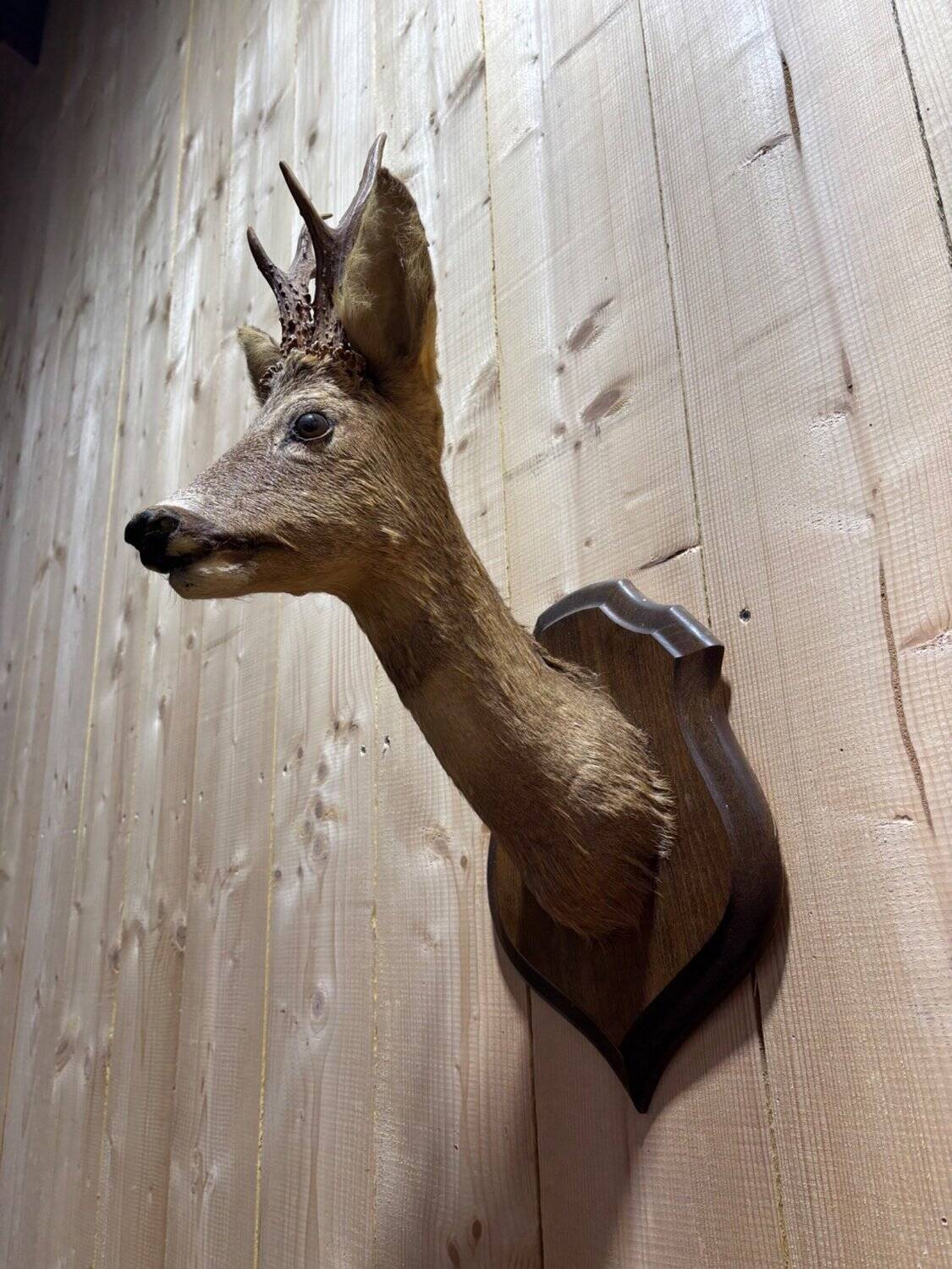 Deer head