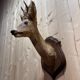 Deer head