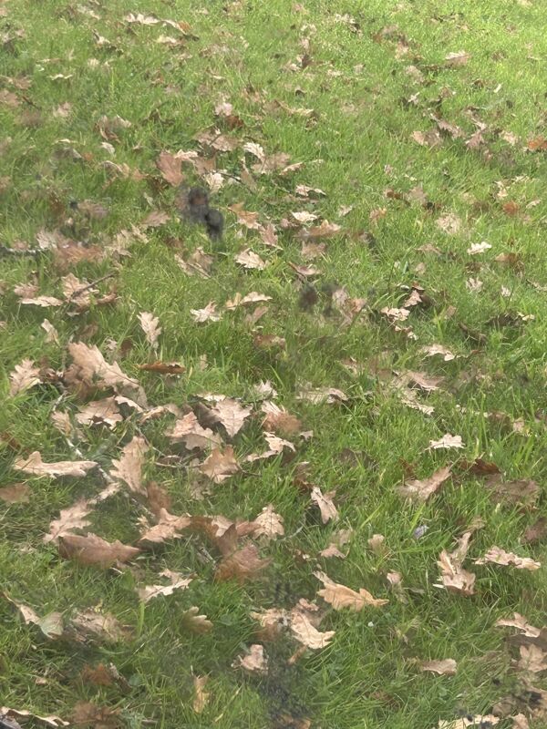 Grand miroir ancien doré Bois et stuc godrons miroir partielement dé-mercur