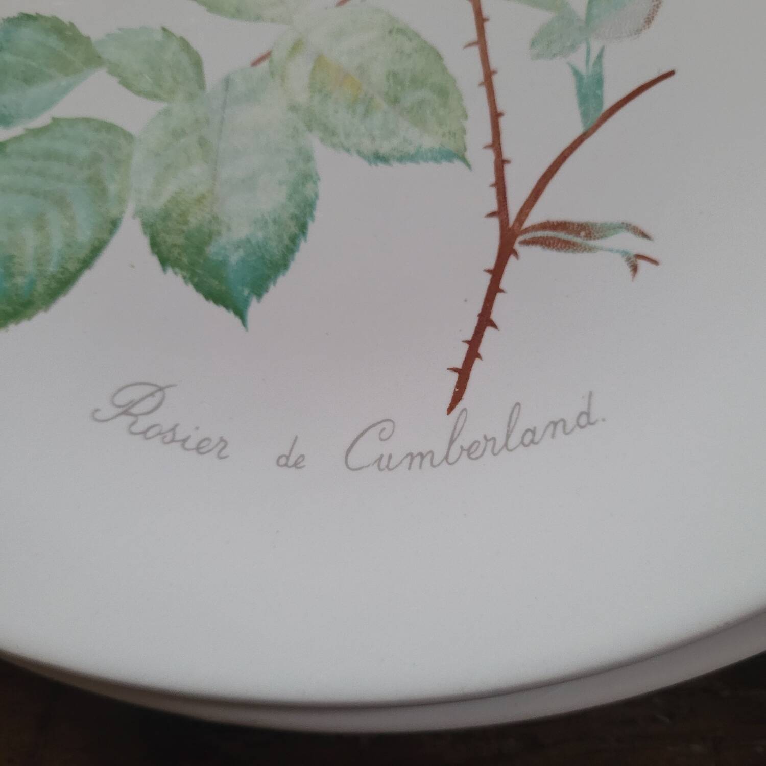 8 oval plates Salins – 1970s – Botanical roses