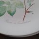 8 oval plates Salins – 1970s – Botanical roses