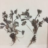 Herbier