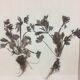 Herbarium