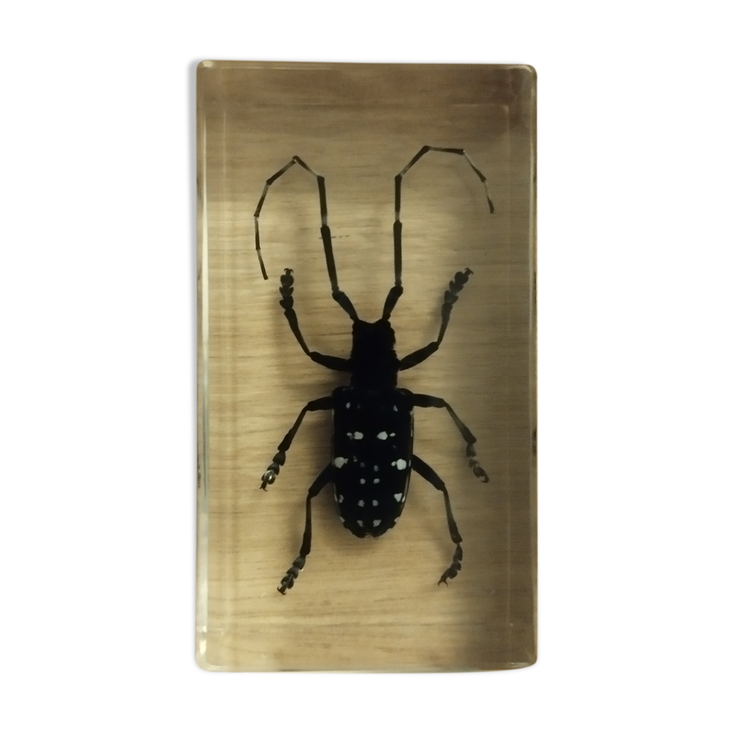 Insecte en bloc résine