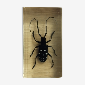 Resin block insect