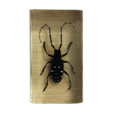 Resin block insect