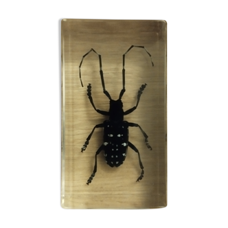 Insecte en bloc résine