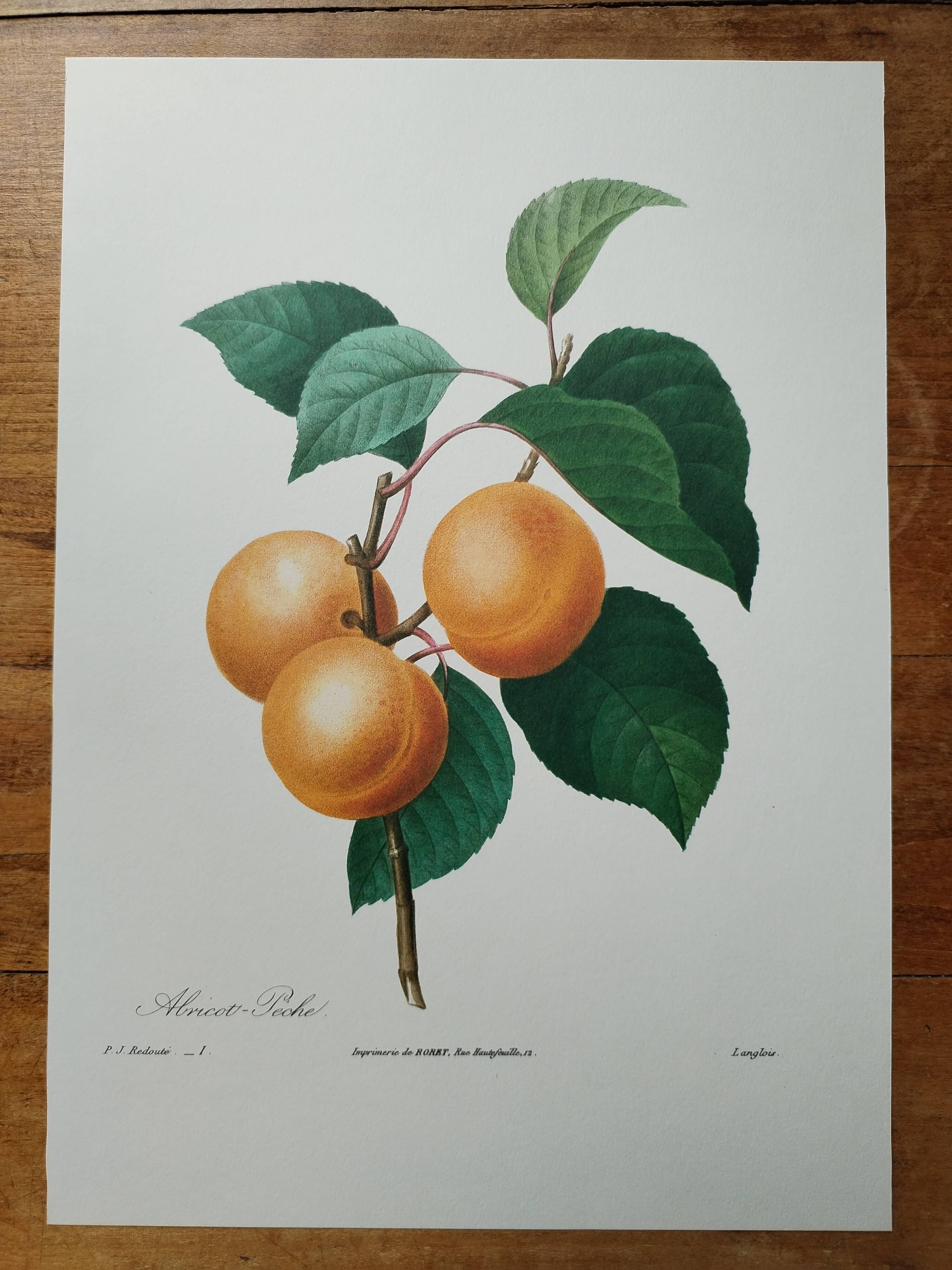 Planche illustrée originale abricot-pêche