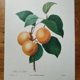 Planche illustrée originale abricot-pêche