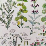 Poster on digestive plants, based on a 1928 lithograph