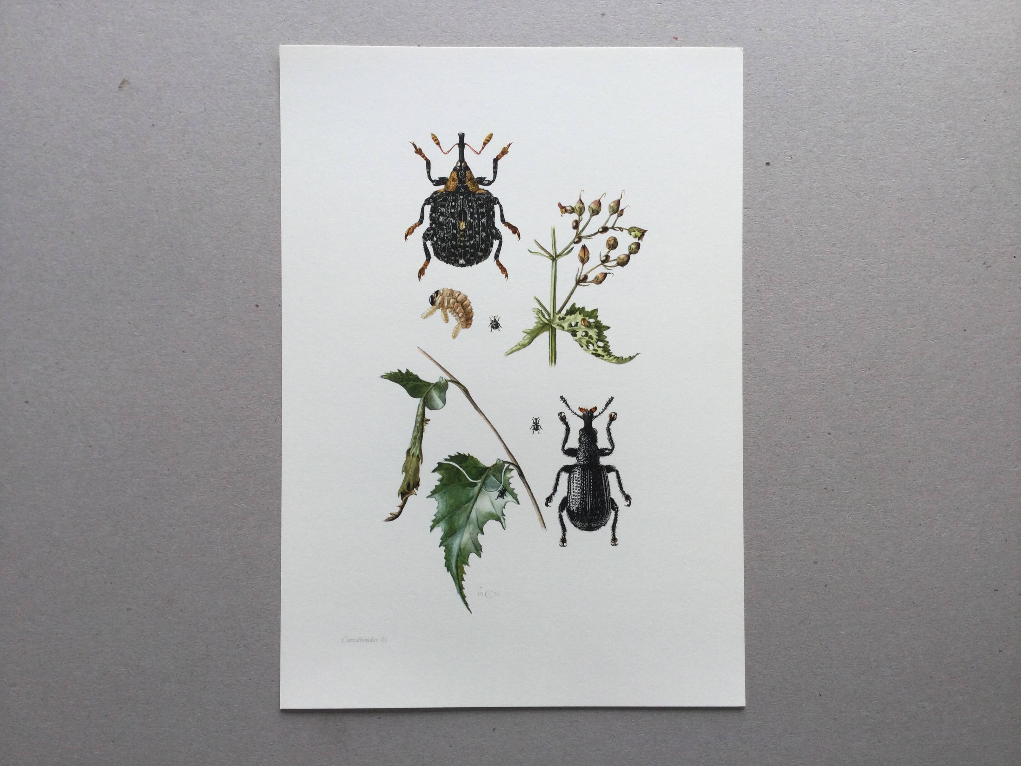 Vintage Insect Print Old Illustration from the 60s