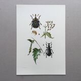 Vintage Insect Print Old Illustration from the 60s