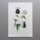 Vintage Insect Print Old Illustration from the 60s