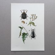 Vintage Insect Print Old Illustration from the 60s