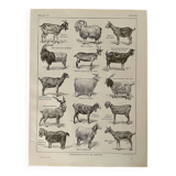 Lithograph on goats - 1920