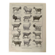 Lithographie sur les chèvres - 1920