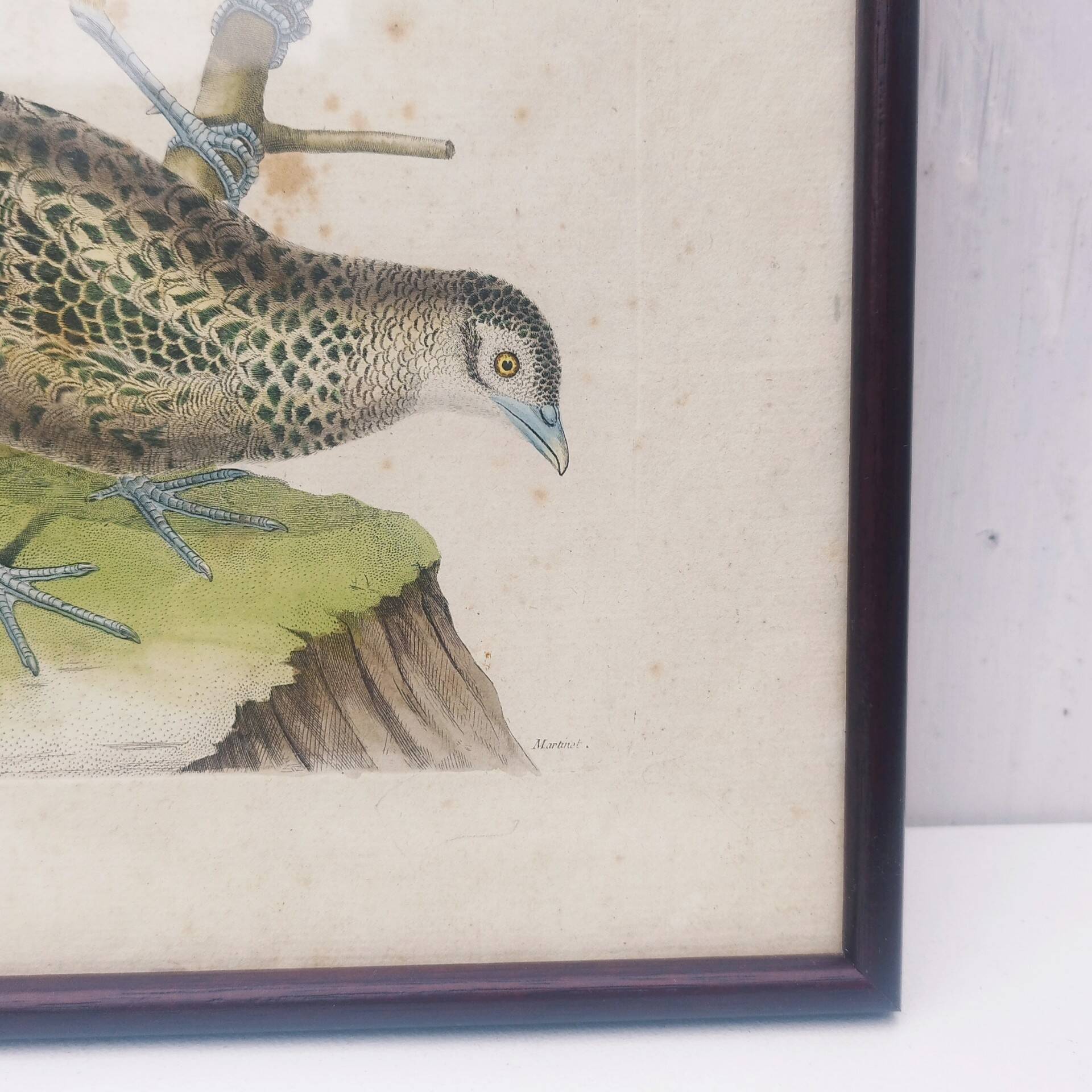 Gravure tableau faisan  oiseau  XVIII ème  F. Martinet