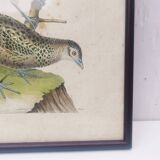 Engraving painting pheasant bird XVIII th F. Martinet