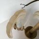 Shell and brass chandelier from the 70s