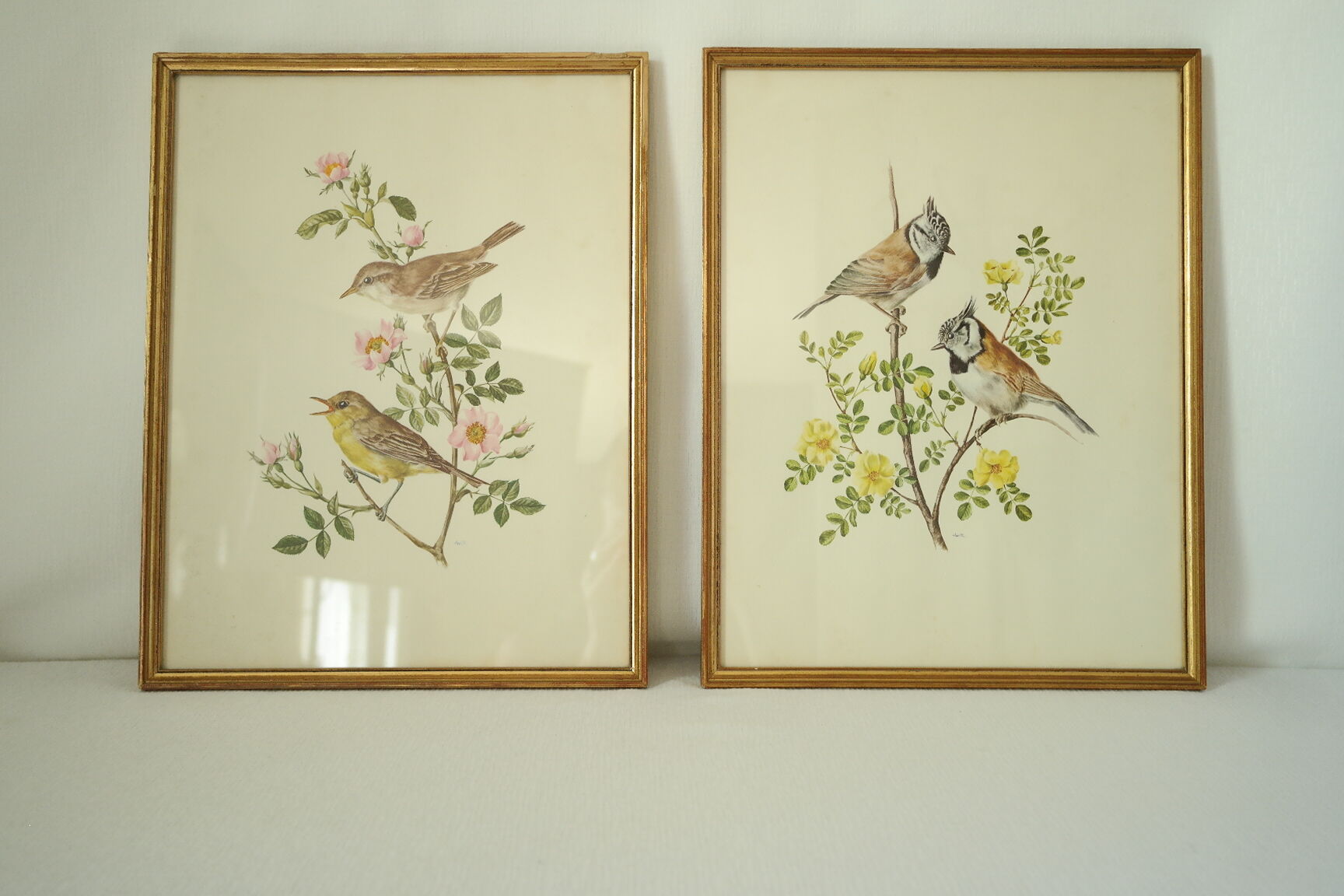 Paire de lithographies oiseaux sous cadre vintage