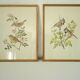 Paire de lithographies oiseaux sous cadre vintage