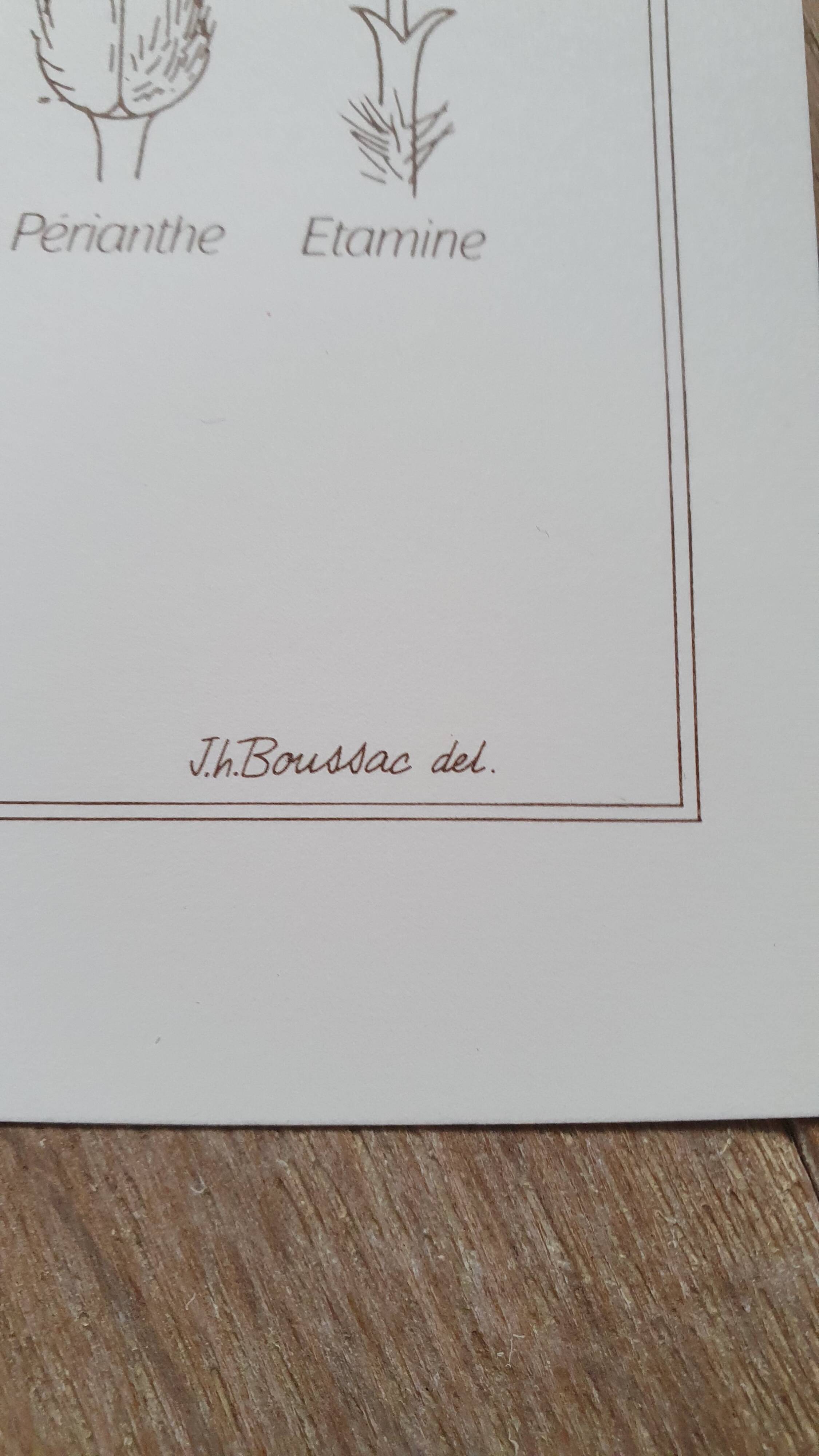 Set of 3 botanical plates "Yellow"- LPR22051B