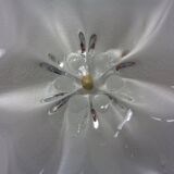 Large Italian Murano Glass Bowl, 1960s