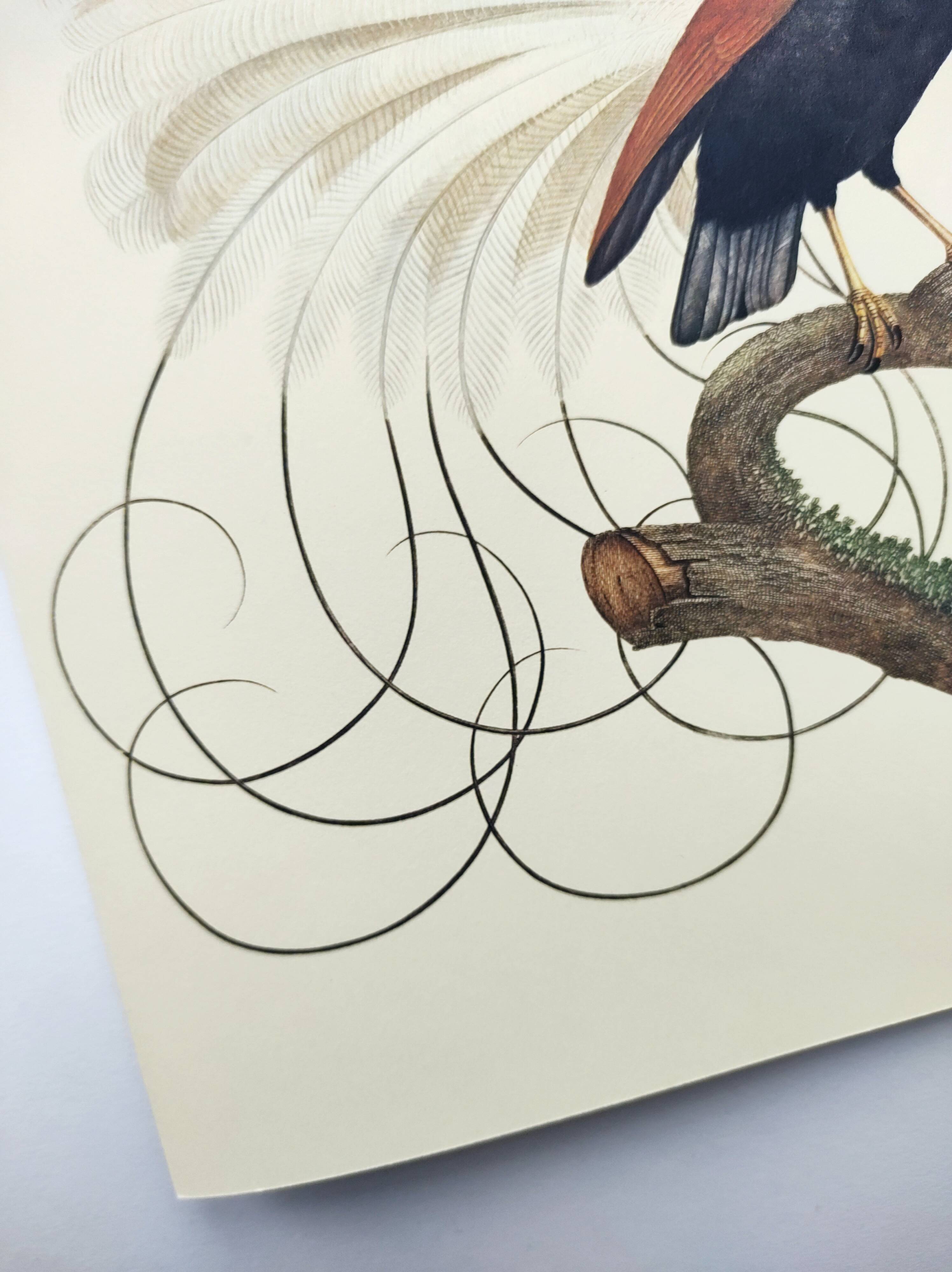 Antique plate - 12-line manuscript - Zoological illustration of birds