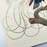 Antique plate - 12-line manuscript - Zoological illustration of birds