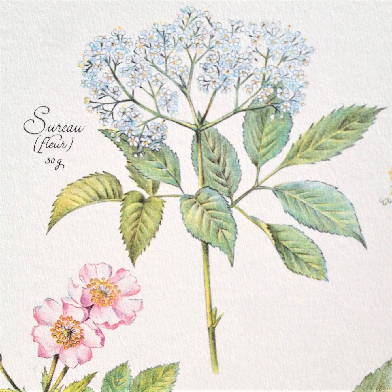 Botanical plank herbal tea against the flu