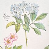 Botanical plank herbal tea against the flu