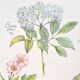 Planche botanique tisane contre la grippe