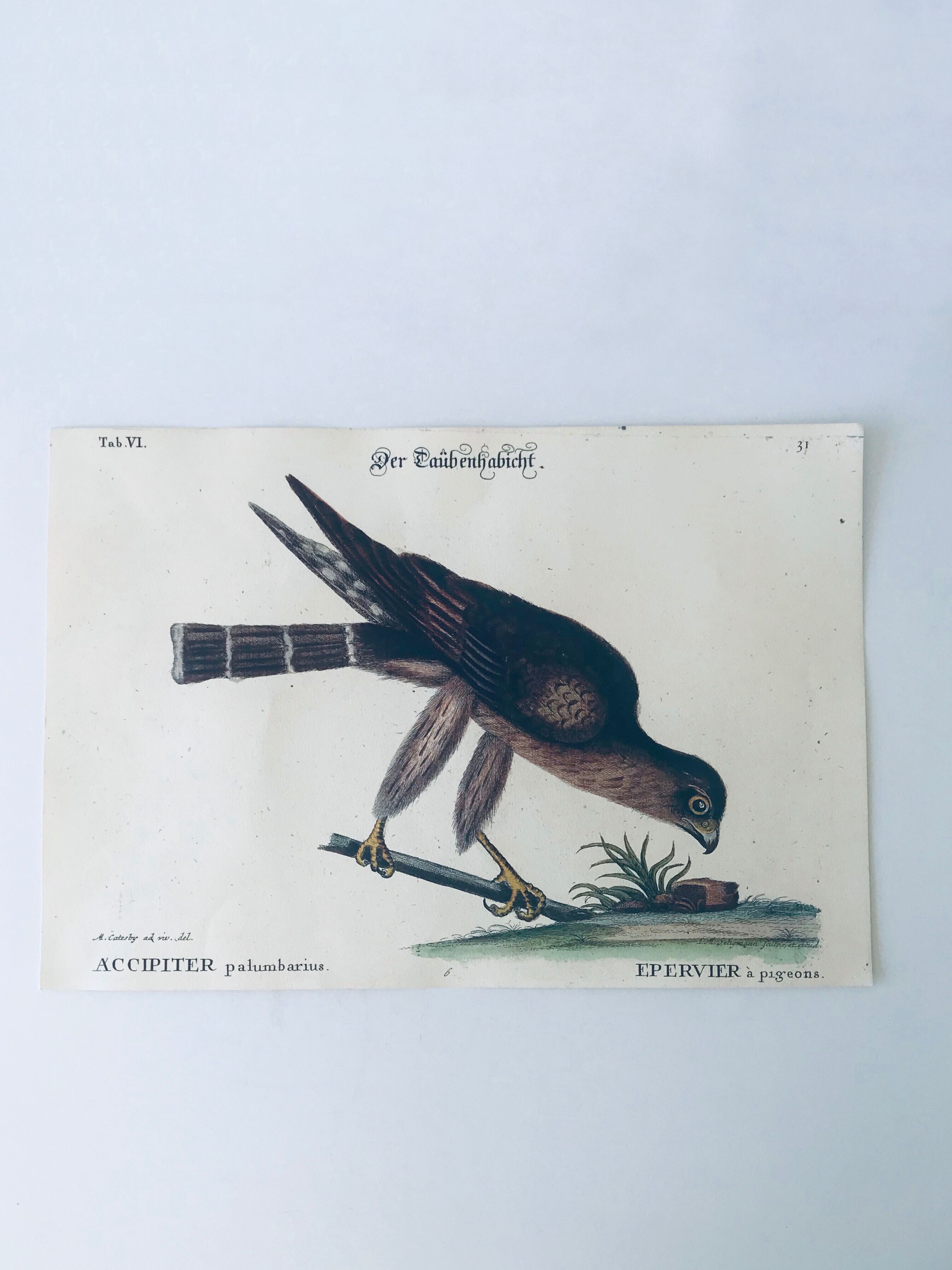 Ornithological board